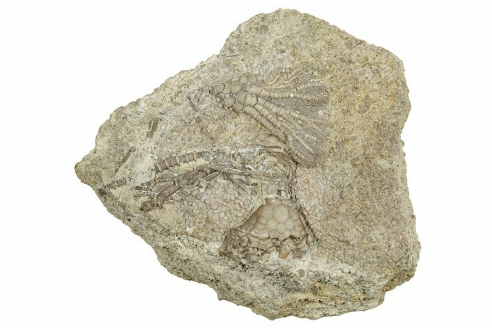 Fossil Crinoid Plate (Two Species) - Gilmore City, Iowa #327285